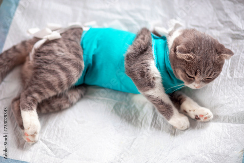 Postoperative bandage on a cat. A grey fold-eared cat lies in a veterinary blanket after surgery. A cat after sterilization in a blanket. Cat after anesthesia.