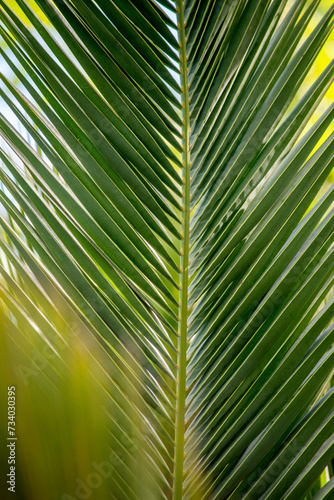 detalle de las hojas verdes de una palmera