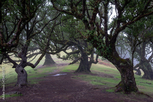 Old forest in the fog - Fanal forest, Porto Moniz, Madeira, Portugal