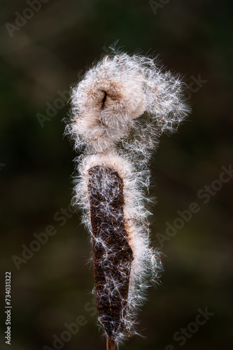 Wallpaper Mural Bulrush Opening on winter pond Torontodigital.ca