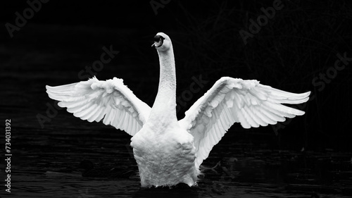 Wallpaper Mural Mute Swan stretching wings Torontodigital.ca