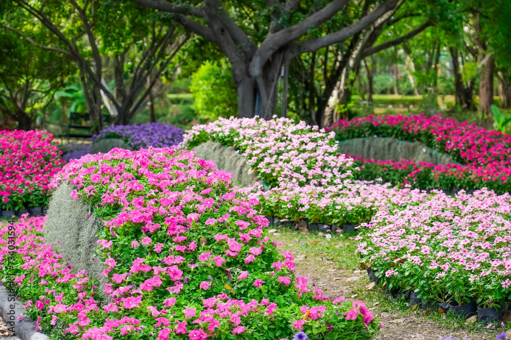 Petunia and Tillandsia Usneoides flower beds park
