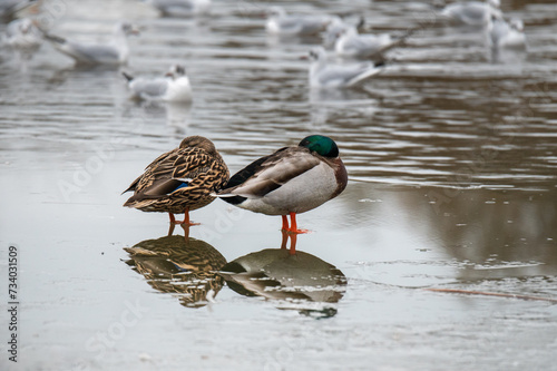 Wallpaper Mural Mallards on ice sleeping Torontodigital.ca