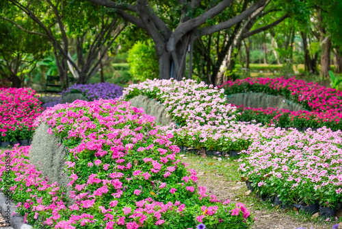 Wallpaper Mural Petunia and Tillandsia Usneoides flower beds park Torontodigital.ca
