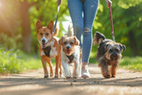 pet sitter walking with different breed and rescue dogs on leash at city park