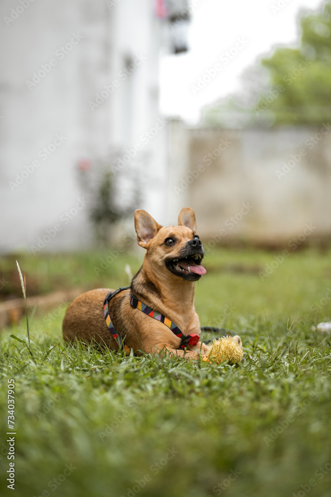 dog in the park