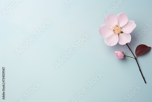 Beautifully composed top-view image of a small flower on a solid pastel surface  designed for personalized text inclusion.