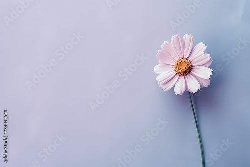 Captivating top-down shot of a small flower on a lively pastel surface, ideal for incorporating personalized text.