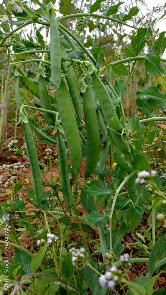 Obraz premium Green peas grow in the garden. Beautiful close up of green fresh peas and pea pods. Healthy food. Selective focus on fresh bright green pea pods on a pea plants in a garden