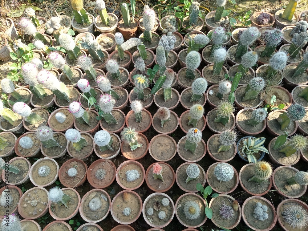 Cactus variety hi-res stock photography and images Cactus variety hi-res stock photography and images