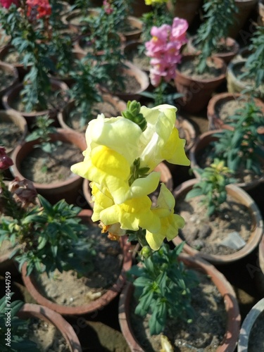 Yellow Antirrhinum majus is a species of flowering plant