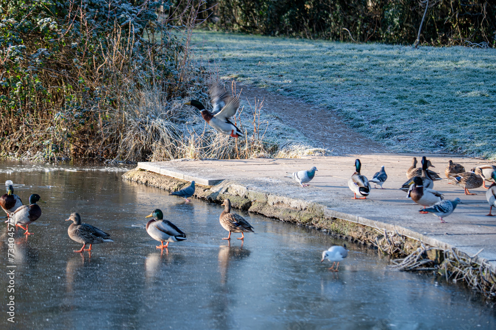 custom made wallpaper toronto digitalDucks on frozen lake