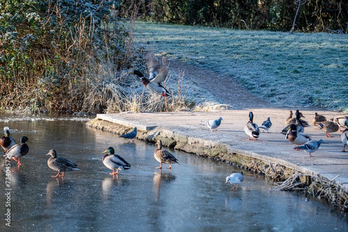 Wallpaper Mural Ducks on frozen lake Torontodigital.ca