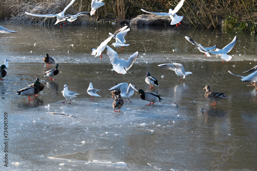 Wallpaper Mural ducks on the frozen lake Torontodigital.ca