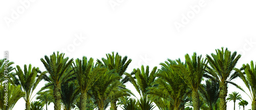 Palm tree garden on transparent background