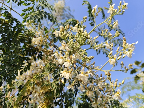 Flower of Moringa tree. Horseradish or Kalamunggay, Drumstick, Moringa oleifera