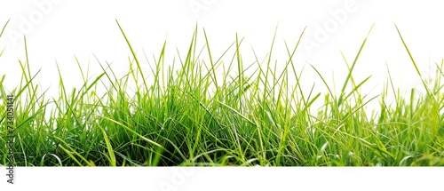 Isolated Blades of Grass