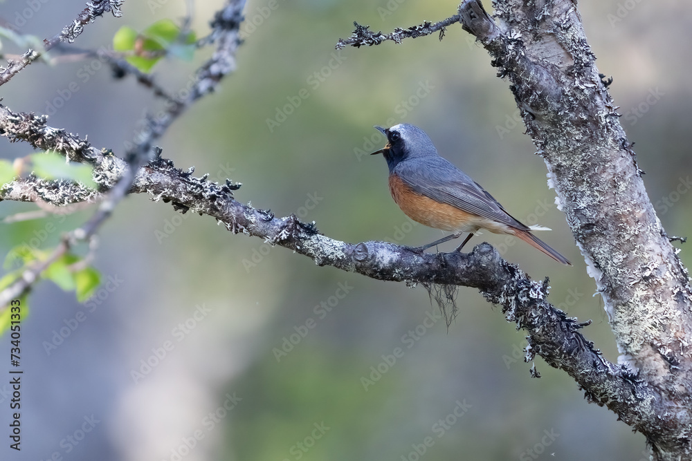 common redstart common redstart