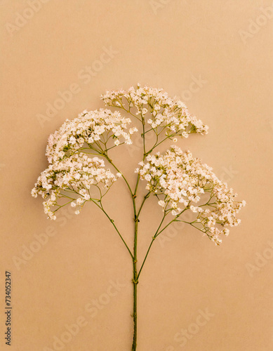 gypsophile sur fond beige, minimaliste floral photo