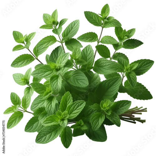 Herb isolated on white\transparent background 