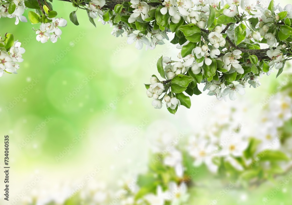 Blooming fresh tree flowers in the spring garden.