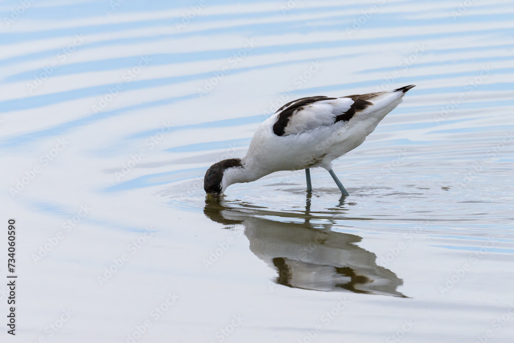 A Pied Avocet walking in shallow water A Pied Avocet walking in shallow water
