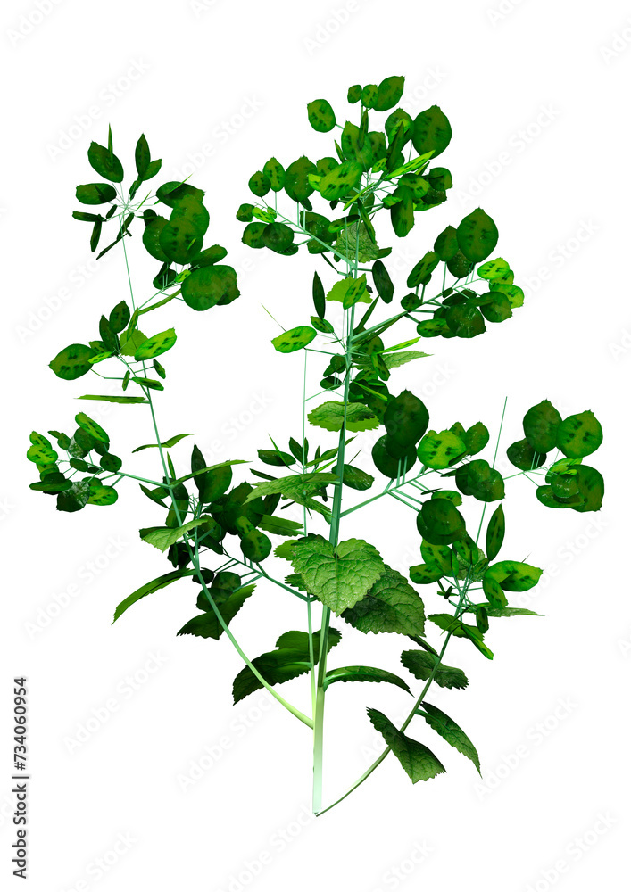3D Rendering Honesty Plant on White 3D Rendering Honesty Plant on White