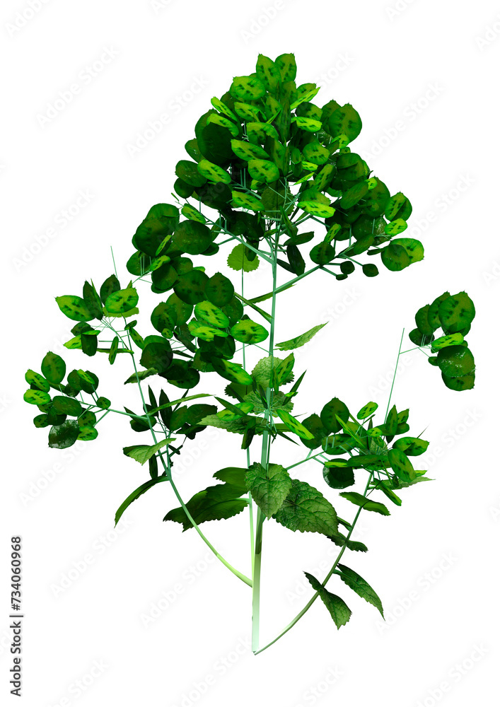 Naklejka premium 3D Rendering Honesty Plant on White