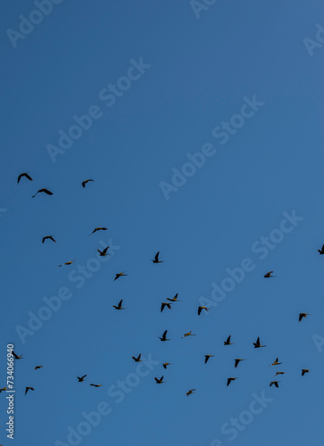 Bandada de pájaros volando sobre el cielo azul photo