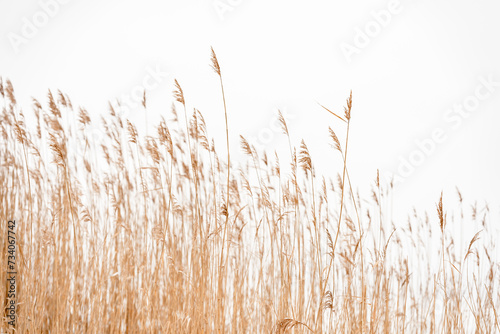 Overgrown dry cattail in winter. Herbaceous plants of lakes, marshes and rivers with brown cylindrical inflorescence. Selective focus. photo