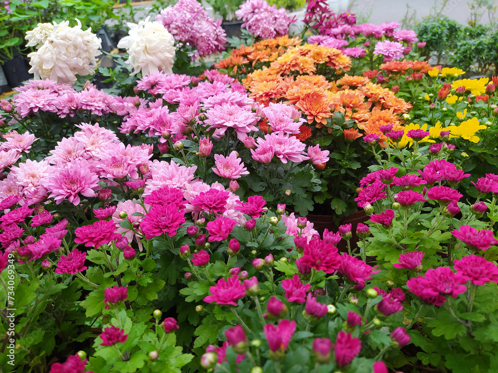 Flowers in a garden