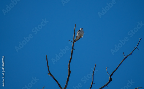 White tailed kite on a treetop in winter 