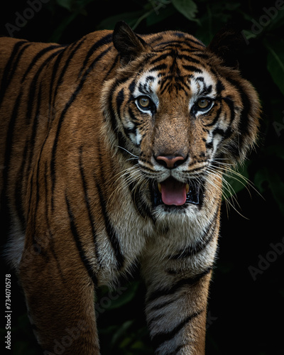 Fototapeta Naklejka Na Ścianę i Meble -  Photos of tiger in naturally.