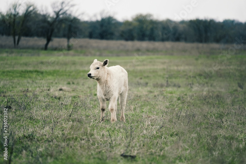 Charolais calf cow on cattle farm in Texas spring season green pasture.