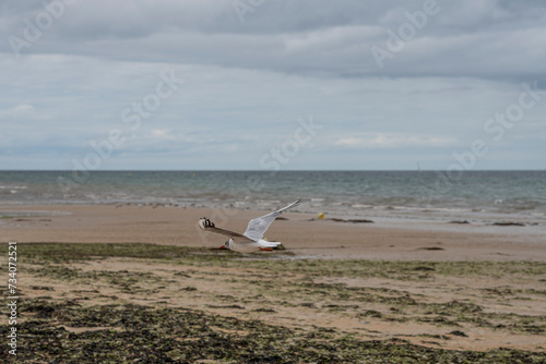 Langrune-Sur-Mer, France - 07 28 2023: View of seagulls flying through the air on the beach . photo