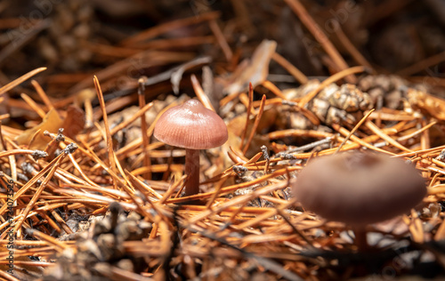 small mushroom in the pine forest in the grass
