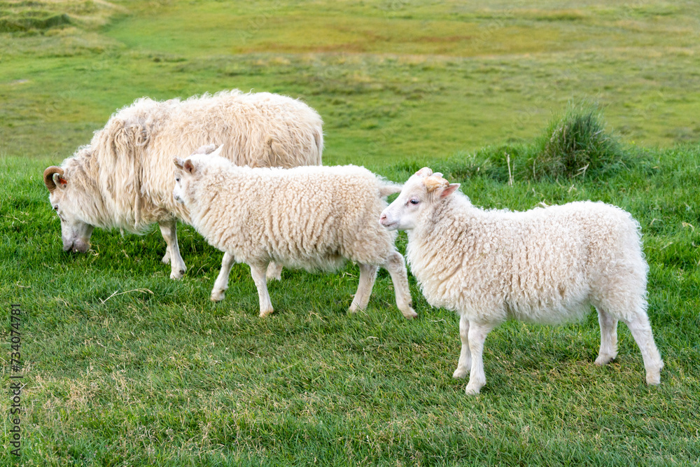 Naklejka premium Sheep in the meadow on the island of Texel, Holland