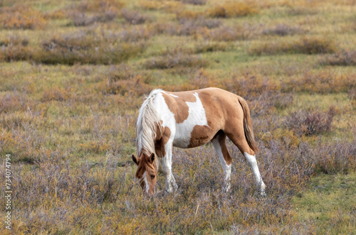 spotted horses of Kazakhstan graze in the steppe, eat withered grass
