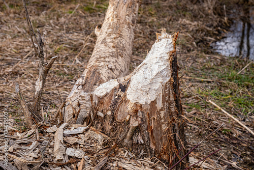trees by the river, gnawed by beavers