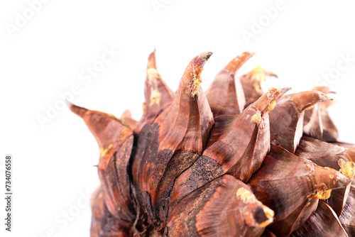 the leaves of a Coulter Pinecone with fibonacci spirals