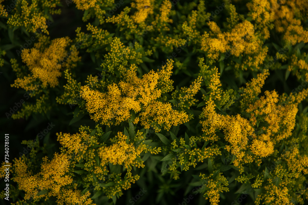Bush with yellow flowers of Solidago virgaurea