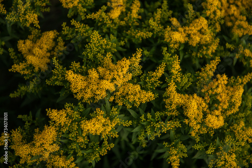 Bush with yellow flowers of Solidago virgaurea