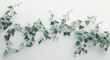 green ivy on a white background in the style of surre