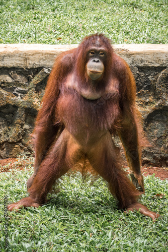 The Bornean orangutan (Pongo pygmaeus) is a species of orangutan endemic to the island of Borneo