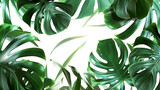 green monstera leaves with space in the middle in the