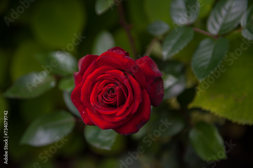 Red Rose flower on green le...