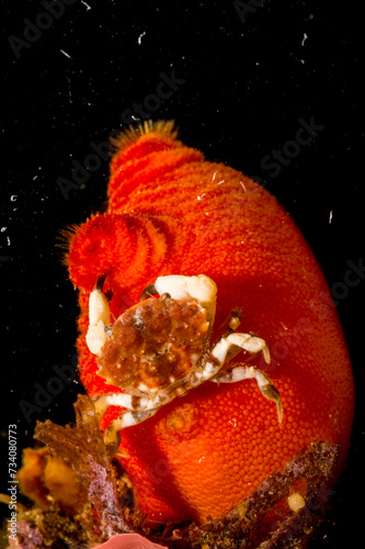 Crab Xanthus sp, on red sea squirt, Halocynthia papillosa. Alghero, Capo Caccia, Sardinia, Italy photo