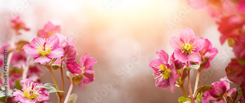 Helleborus, różowy ciemiernik © meegi