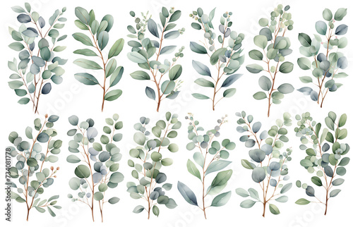 Set of eucalyptus branches with leaves isolated on white background