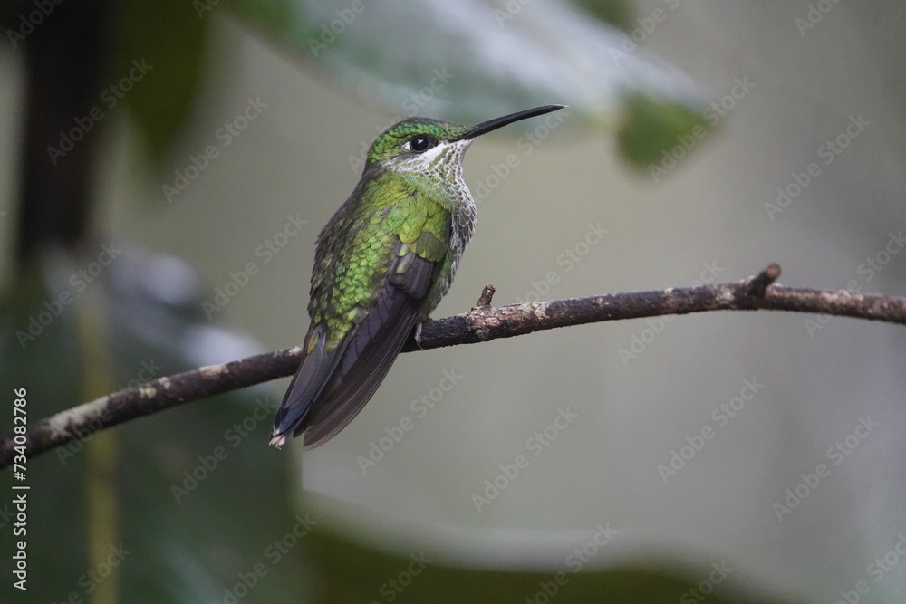 Fototapeta premium The green-crowned brilliant, Female (Heliodoxa jacula) is species of hummingbird in the 